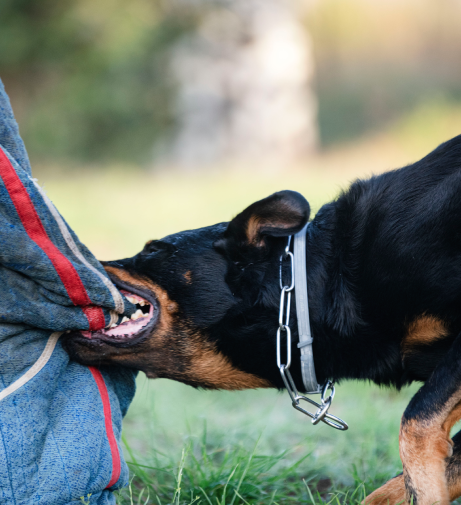 Dog Bite